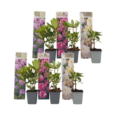 Rododendron - 6 kos - Rhododendron catawbiense - Višina 25-40cm - ⌀9cm
