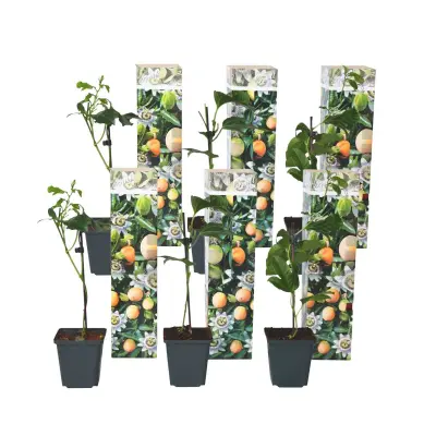 Pasijonka - 6 kos - Passiflora edulis 'Frederick' - Višina 25-40cm - ⌀9cm
