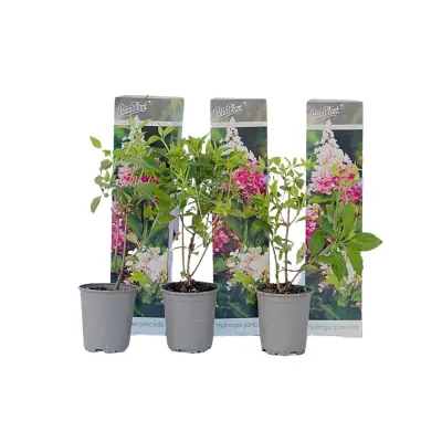 Hortenzija - 3 kos - Hydrangea paniculata 'Pink Lady' - Višina 25-40cm - ⌀9cm
