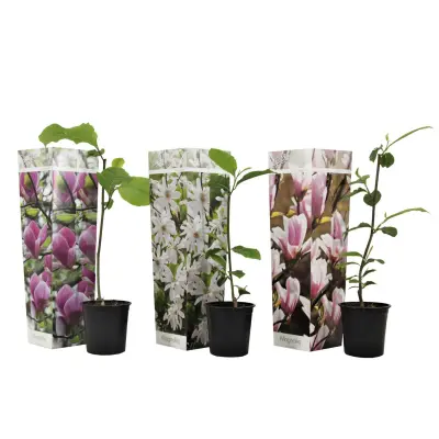 Magnolija - 3 kos - Magnolia - Višina 25-40cm - ⌀9cm