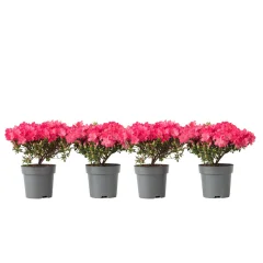 Rododendron - 4 kos - Rhododendron azalea 'Anouk' - Višina 25-40cm - ⌀17cm
