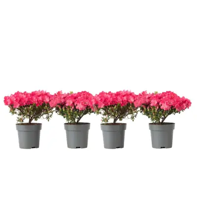 Rododendron - 4 kos - Rhododendron azalea 'Anouk' - Višina 25-40cm - ⌀17cm