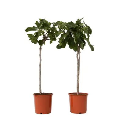 Figa - 2 kos - Ficus Carica - Višina 70-90cm - ⌀21cm