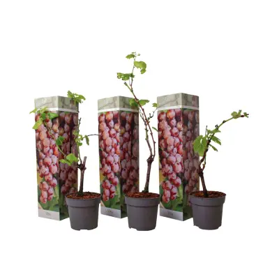 Vinska trta - 3 kos - Vitis vinifera 'pinot gris' - Višina 25-40cm - ⌀9cm