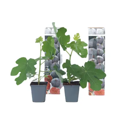 Figa - 2 kos - Ficus carica 'Brown Turkey' - Višina 25-40cm - ⌀9cm