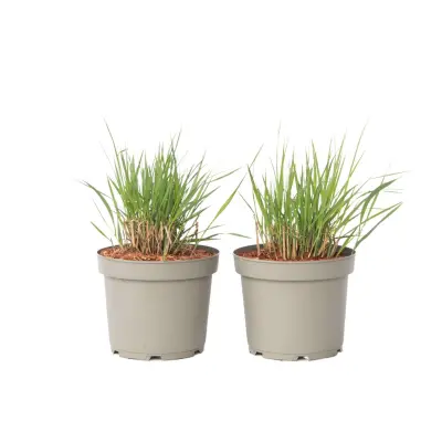 Trajno proso - 2 kos - Panicum virgatum 'Heavy Metal' - Višina 40-60cm - ⌀23cm
