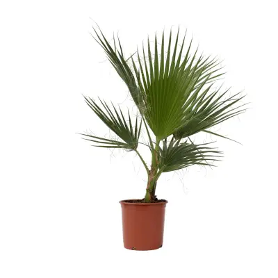 Mehiška pahljačasta palma - Washingtonia robusta - Višina 70-90cm - ⌀21cm