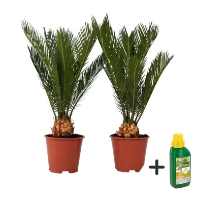 Cikas palma - 2 kos - Cycas revoluta - Višina 45-60cm - ⌀15cm