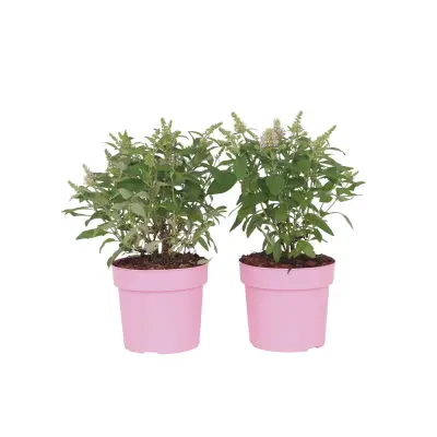 Davidov metuljnik - 2 kos - Buddleja davidii 'Candy' - Višina 30-40cm - ⌀19cm