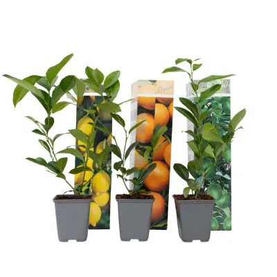 Mešanica citrusov - 3 kos - Citrus limon - Višina 25-40cm - ⌀9cm