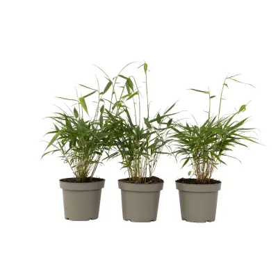 Bambus - 3 kos - Fargesia scabrida 'Asian Wonder' - Višina 25-40cm - ⌀13cm