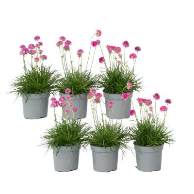 Navadni pečnik - 6 kos - Armeria maritima 'Deep Rose' - Višina 20-30cm - ⌀12cm