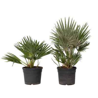 Evropska palma - 2 kos - Chamaerops 'Vulcano' - Višina 35-45cm - ⌀19cm