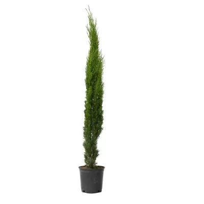 Vednozelena cipresa - Cupressus sempervirens - Višina 70-80cm - ⌀19cm
