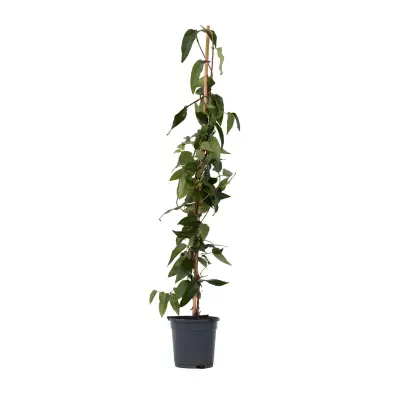 Kosteničevje - Lonicera henryi 'Copper Beauty' - Višina 110-120cm - ⌀17cm