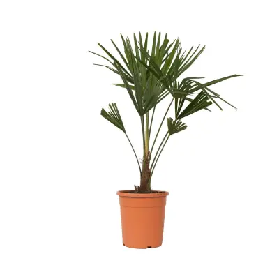 Visoka žumara - Trachycarpus Fortunei - Višina 65-75cm - ⌀21cm