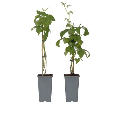 Malina - 2 kos - Rubus idaeus 'Malling Promise' - Višina 50-60cm - ⌀15cm