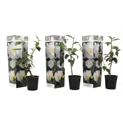 Japonska kamelija - 3 kos - Camellia japonica 'Brush Field' - V25-40cm - ⌀9cm