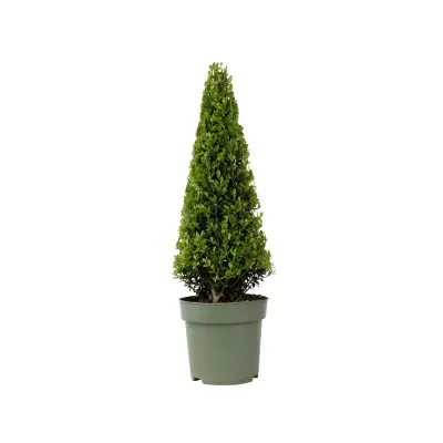 Japonska bodika - Ilex crenata 'Jenny' - Višina 55-65cm - ⌀21cm