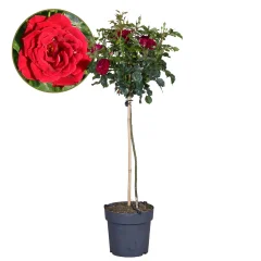 Rose drevo - Rosa palace 'Pride' - Višina 80-100cm - ⌀19cm