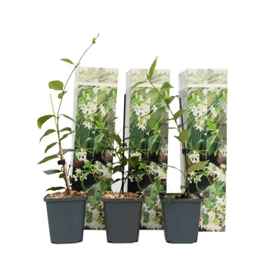 Zvezdasti jasmin - 3 kos - Trachelospermum jasminoides - Višina 25-40cm - ⌀9cm