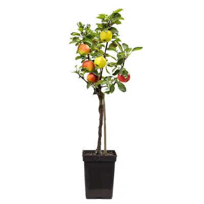 Jablan - Malus - Višina 60-70cm - ⌀17cm
