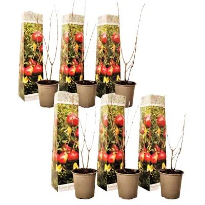 Granatno jabolko - 6 kos - Punica granatum - Višina 25-40cm - ⌀9cm