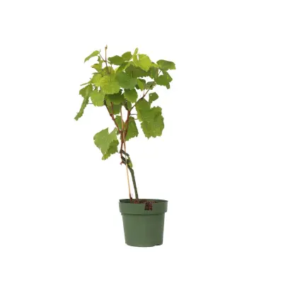 Vinska trta - Vitis vinifera 'Vanessa' - Višina 60-75cm - ⌀21cm