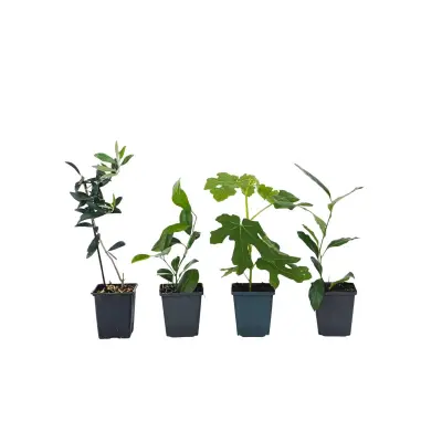 Sredozemske rastline - 4 kos - Višina 25-40cm - ⌀9cm