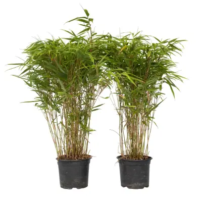 Bambus - 2 kos - Fargesia nitida 'Gansu' - Višina 50-70cm - ⌀17cm