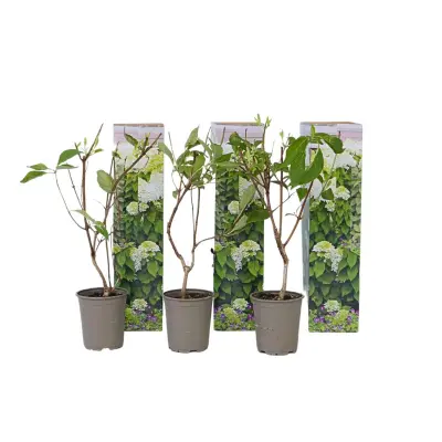 Hortenzija - 3 kos - Hydrangea 'Silver Dollar' - Višina 25-40cm - ⌀9cm