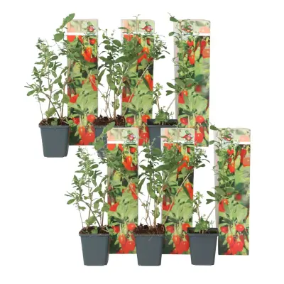 Goji jagode - 6 kos - Lycium barbarum - Višina 25-40cm - ⌀9cm