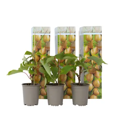 Kivi - 3 kos - Actinidia deliciosa 'Jenny' - Višina 20-40cm - ⌀9cm