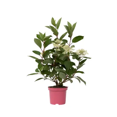 Hortenzija - Hydrangea paniculata 'Early Harry' - Višina 25-40cm - ⌀19cm