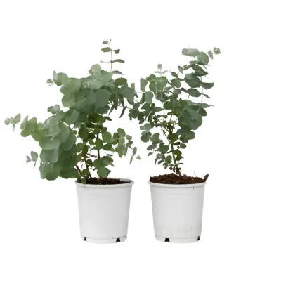 Evkalipt - 2 kos - Eucalyptus 'Pulverulenta' - Višina 25-40cm - ⌀13cm