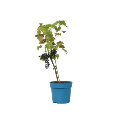 Vinska trta - Vitis vinifera 'Nero' - Višina 60-75cm - ⌀21cm