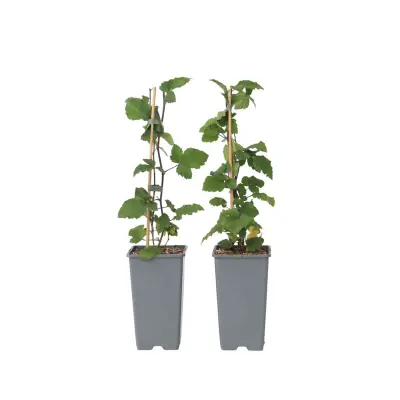 Rdeči ribez - 2 kos - Ribes rubrum 'Jonkheer van Tets' - Višina 50-60cm - ⌀15cm