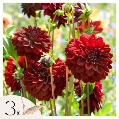 Korenine dalije - 3 kos - Dahlia 'Arabian Night' - Cvetne čebulice - Rdeča