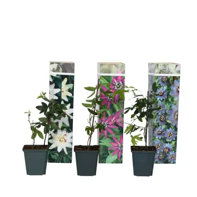 Pasijonka - 3 kos - Passiflora hybridum - Višina 25-40cm - ⌀9cm