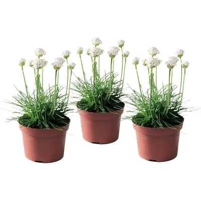 Navadni pečnik - 3 kos - Armeria maritima 'Deep White' - Višina 20-30cm - ⌀12cm