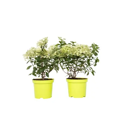 Hortenzija - 2 kos - Hydrangea paniculata 'Bobo' - Višina 25-40cm - ⌀19cm