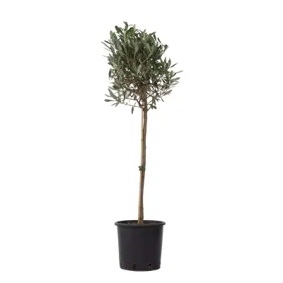 Oljka - Olea europaea - Višina 90-100cm - ⌀21cm