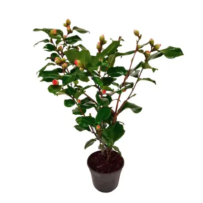 Japonska kamelija - Camellia japonica 'Dr. King' - Višina 50-60cm - ⌀15cm