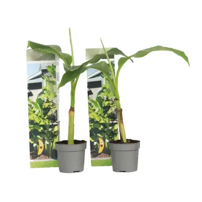 Japonski bananovec - 2 kos - Musa basjoo - Višina 25-40cm - ⌀9cm