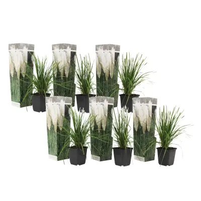 Pampaška trava - 6 kos - Cortaderia selloana - Višina 25-40cm - ⌀9cm