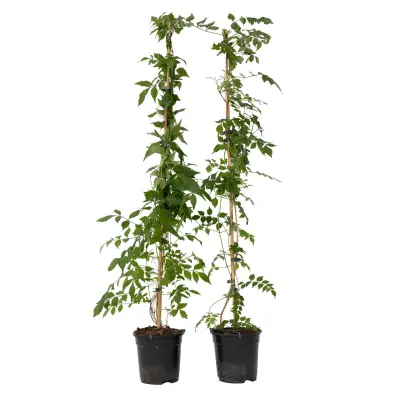 Jasminova troblja - 2 kos - Campis radicans 'Flava' - Višina 110-120cm - ⌀17cm