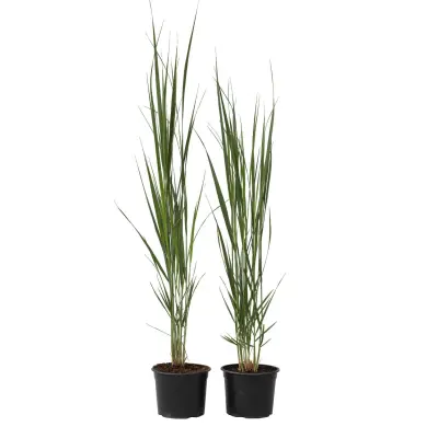 Trajno proso - 2 kos - Panicum virgatum 'Northwind' - Višina 40-60cm - ⌀23cm