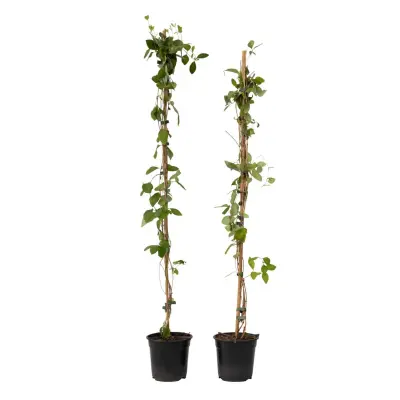 Kosteničevje - 2 kos - Lonicera 'American Beauty' - Višina 110-120cm - ⌀17cm
