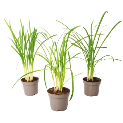 Česnova trava - 3 kos - Tulbaghia violacea - Višina 15-25cm - ⌀9cm
