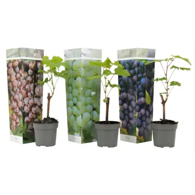 Vinska trta - 3 kos - Vitis vinifera - Višina 25-40cm - ⌀9cm